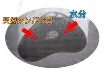 クセ毛の毛髪断面