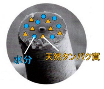 直毛のタンパク質・水分のバランス