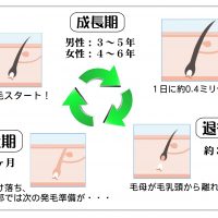正常なヘアサイクル