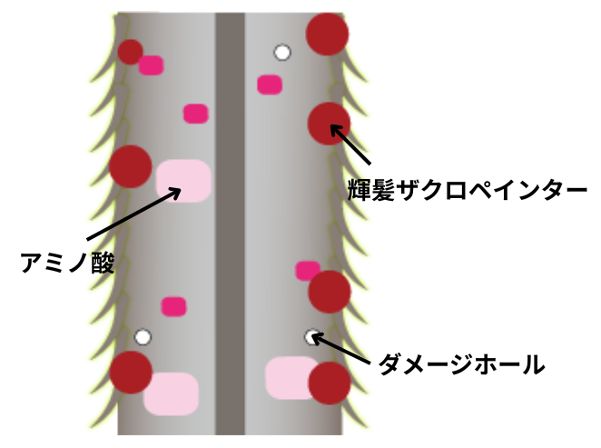 輝髪ザクロペインター「艶のメカニズム」